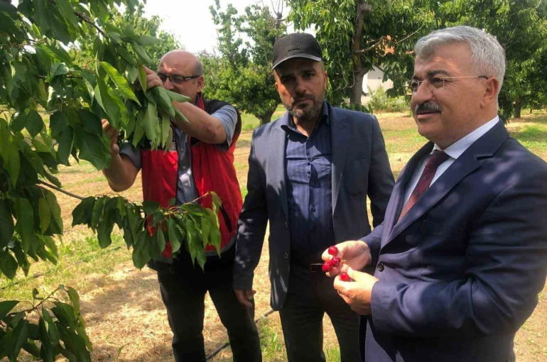 Akşehir Kirazı’nın geleceği sahada değerlendirildi 