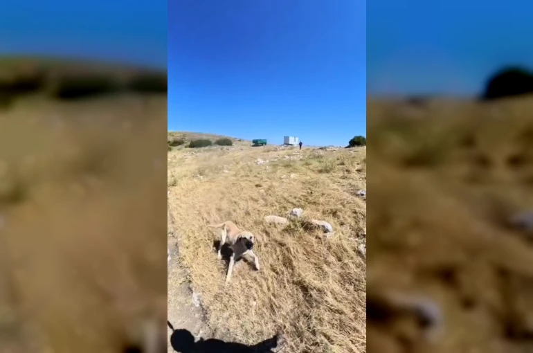 Aladağlar’da BASE Jump sporcusuna çoban köpekleri saldırdı