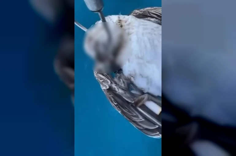 Alanya açıklarında ağzına kanca takılan martı telef oldu