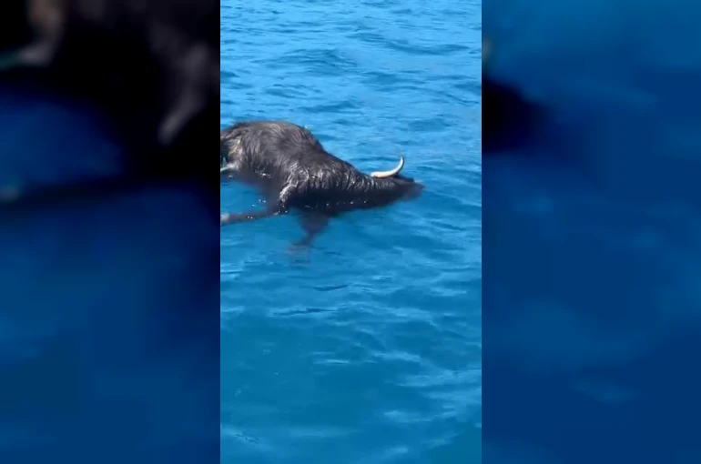 Alanya Kalesi açıklarında denizde ölü keçi bulundu 