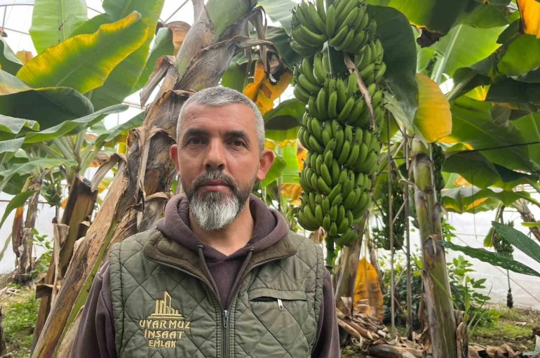 Alanya, Türkiye’nin muz ihtiyacının yüzde 40’ını karşılıyor 