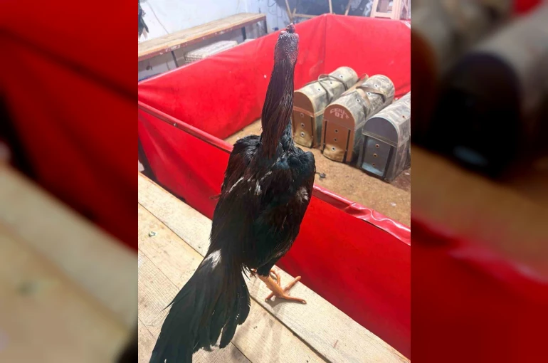 Alanya’da horoz dövüşüne jandarma baskını: 11 kişiye 143 bin TL ceza 