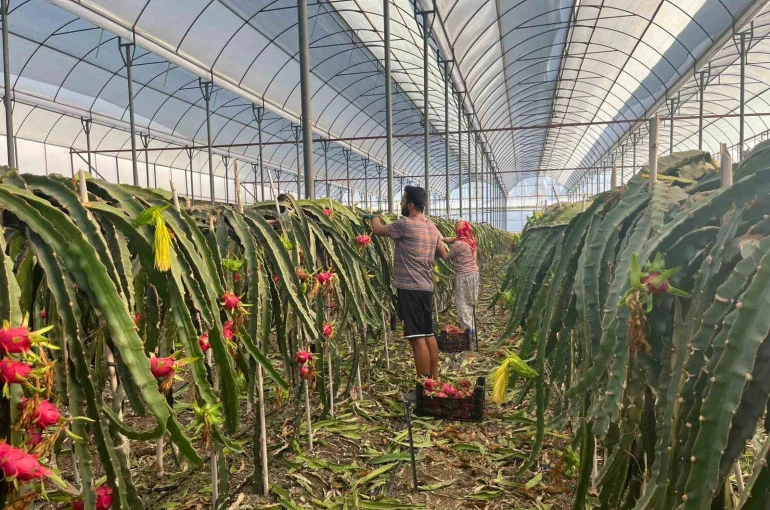 Alanya’da seralarda ejder meyvesi hasadı başladı 
