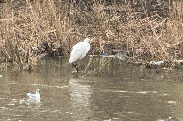 Alaplı Çayı yüzlerce kuş türüne köprü oluyor 