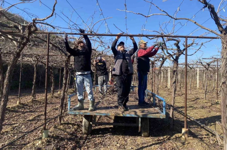Alaşehir’de yağmur ve kar çiftçiye umut oldu 