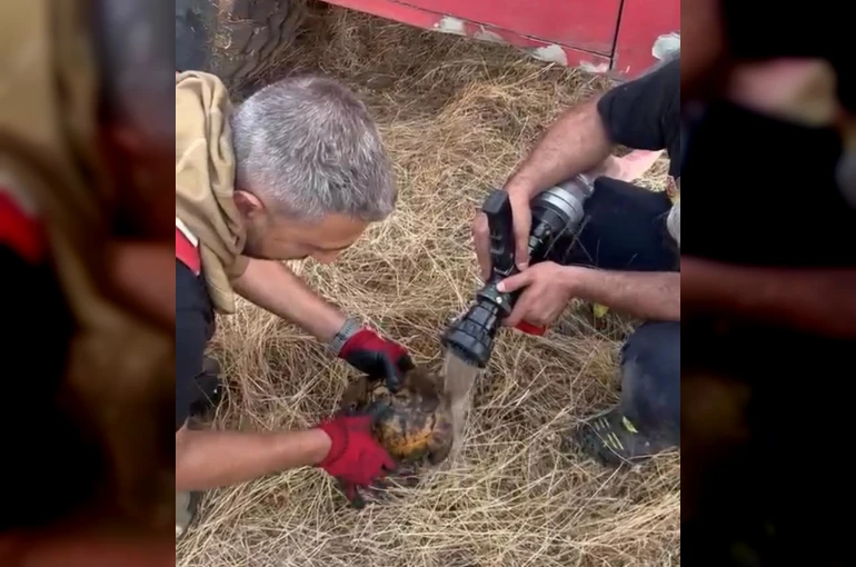 Alevler arasında kalan kaplumbağaya itfaiye ekibinden müdahale