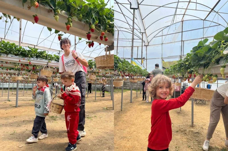 ALKÜ’lü minikler fidan dikip çilek topladı