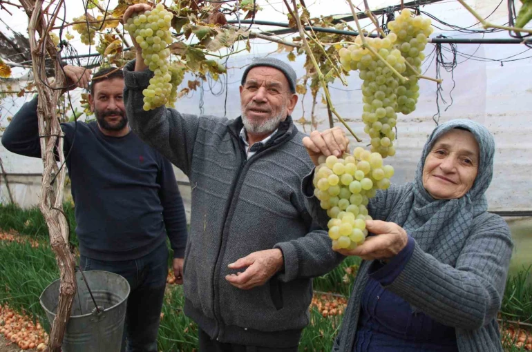 Amasyalı Feruziye nine serada kışın üzüm yetiştirip satıyor