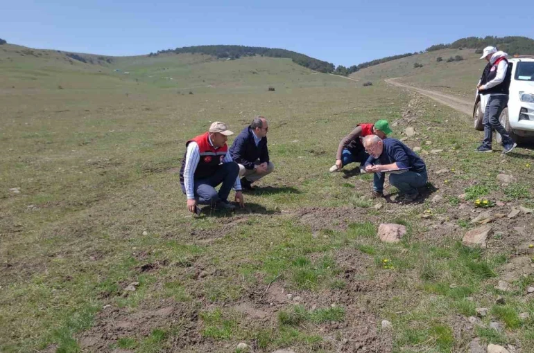Amasya’nın mera ve yaylalarında otlatma kapasitesi incelemesi 