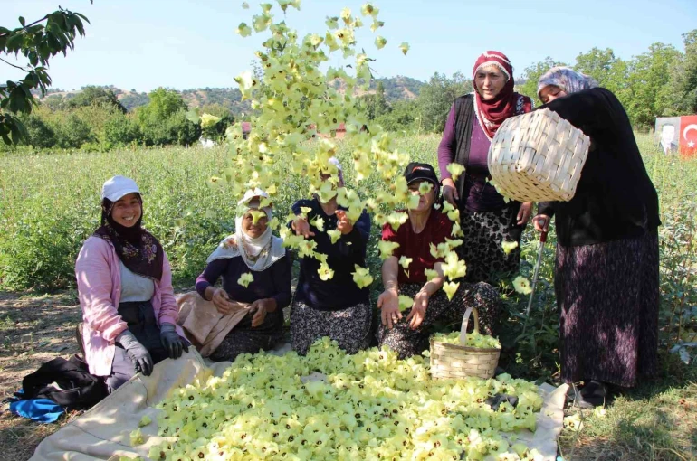 Amasya’nın tescilli çiçek bamyası altın değerinde: "Hızır’ın cebinden düşmüş, topla topla bitmiyor"