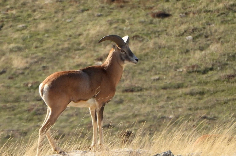 Anadolu Yaban Koyunu’nun üretimi devam ediyor 
