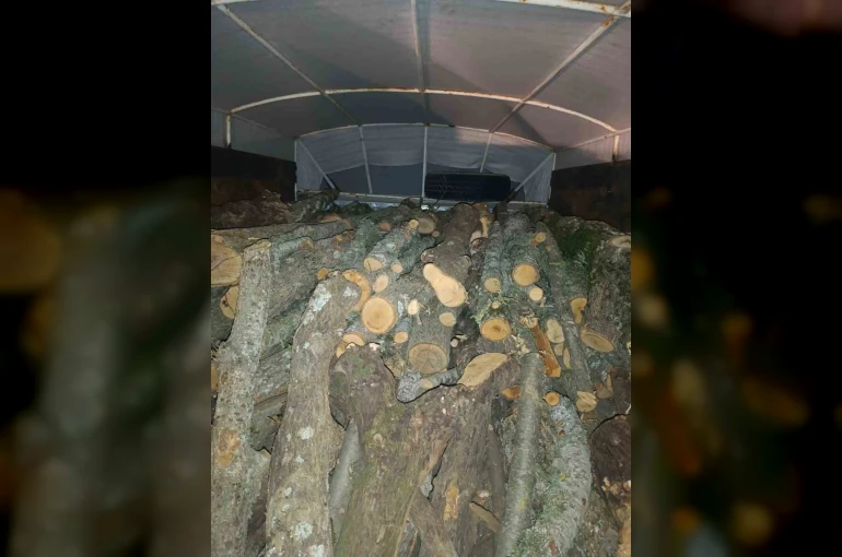 Andırın’da kaçak kesilen ağaçlara el konuldu 