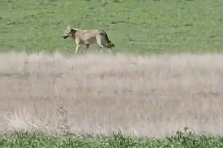 Ankara’da aç kalan kurtlar tarlalara indi 