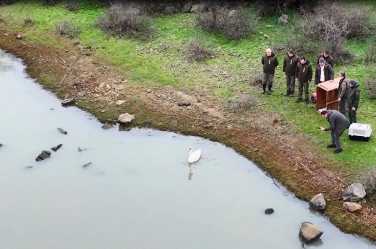 Ankara’da düşen kuğu Edirne’de özgürlüğüne kavuştu 
