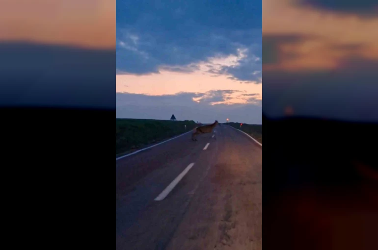 Ankara’da yaban geyiği sürüsü görüldü 