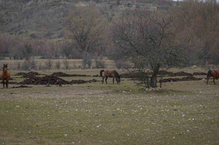 Ankara’da yılkı atları havadan görüntülendi 