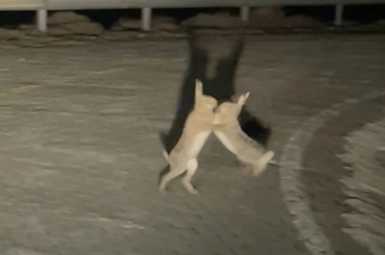 Anlaşamayan tavşanlar birbirine girdi 