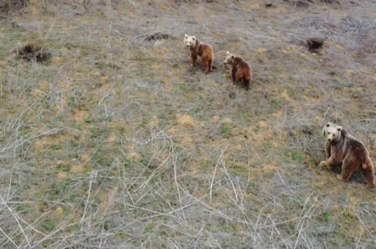 Anne ayı ve iki yavrusu havadan görüntülendi 