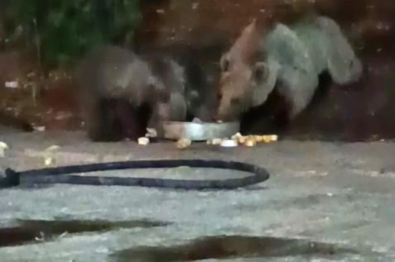 Anne ayı yavrularını da alıp geldi, karnını doyurdu