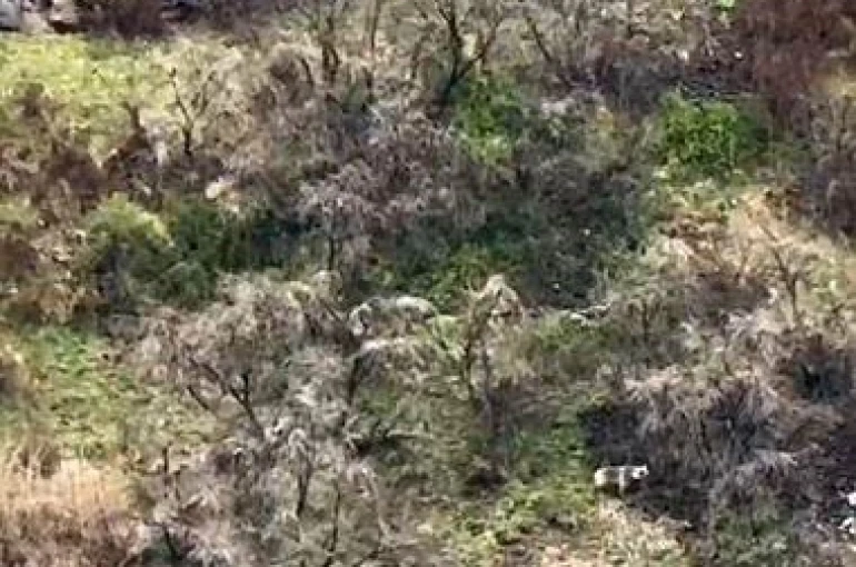 Anne boz ayı 2 yavrusuyla kayalıklarda ilerlerken görüntülendi 