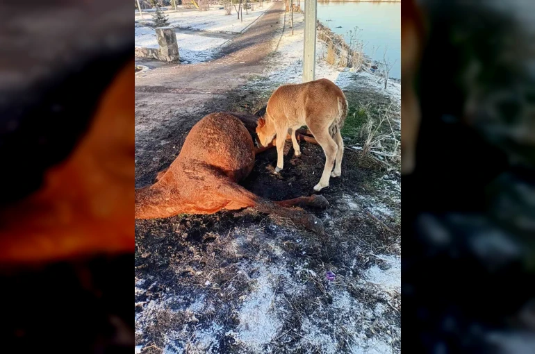 Annesini kaybeden tay, onu hâlâ emmeye çalıştı 