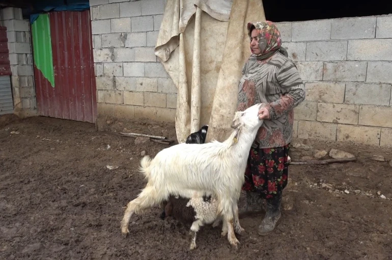 Annesinin kabul etmediği kuzuyu keçiler sahiplendi
