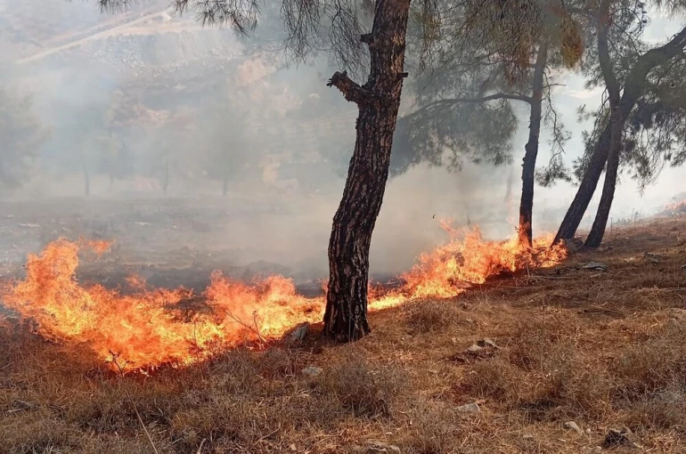 Antakya’da orman yangını