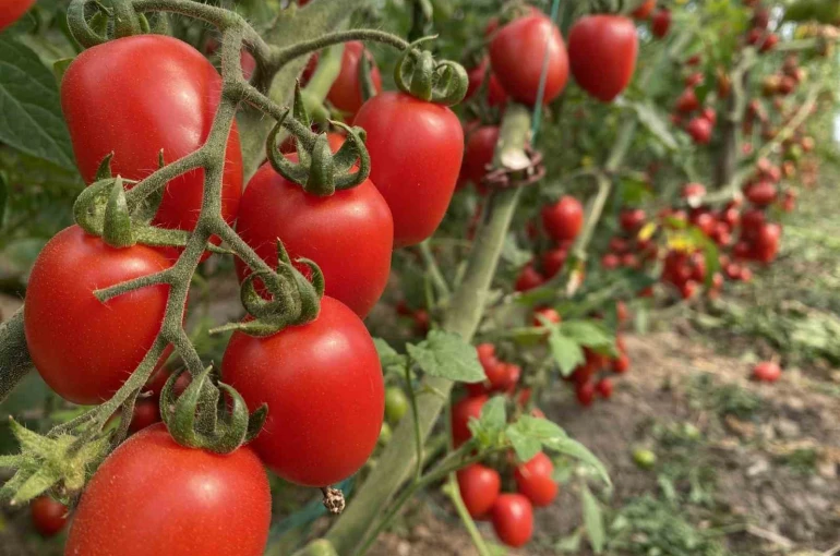 Antalya Ticaret Borsası, aralık ayı hal endeksini açıkladı: "Meyvede fiyat arttı, sebzede geriledi" 