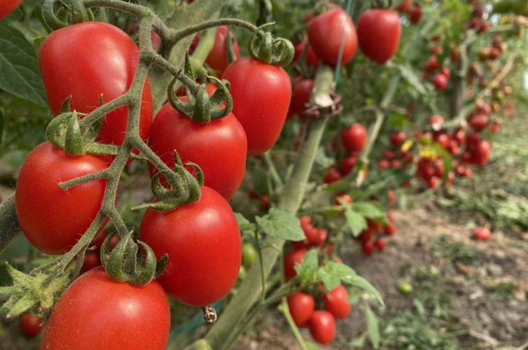 Antalya Ticaret Borsası, Ocak ayı hal endeksini açıkladı 