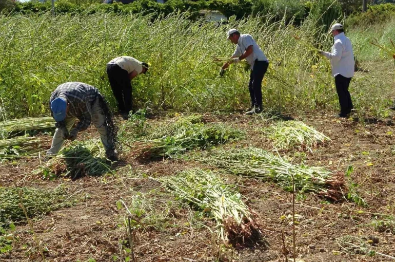Antalya’da altın susamda hasat başladı 