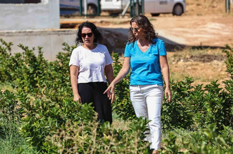 Antalya’da aronya ve böğürtlen hasadı bereketi 
