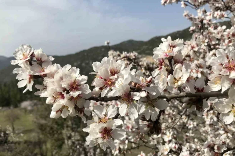 Antalya’da badem ağaçları çiçek açtı, doğada renk cümbüşü yaşanıyor 