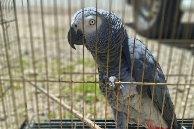 Antalya’da belgesiz papağan bulunduran işletme sahibine 15 bin TL ceza 