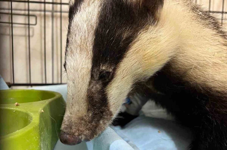 Antalya’da bir evin bahçesinde bulunan porsuk tedavi altına alındı 