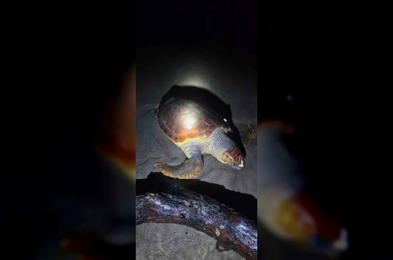 Antalya’da sahilde dev caretta caretta ölü bulundu 