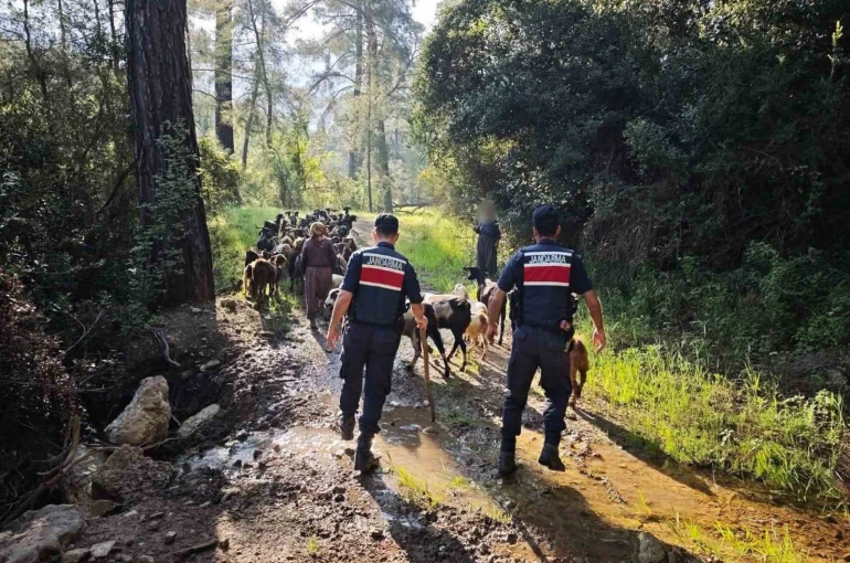 Antalya’da sürüden ayrılıp kaybolan 41 keçi jandarma tarafından bulundu 