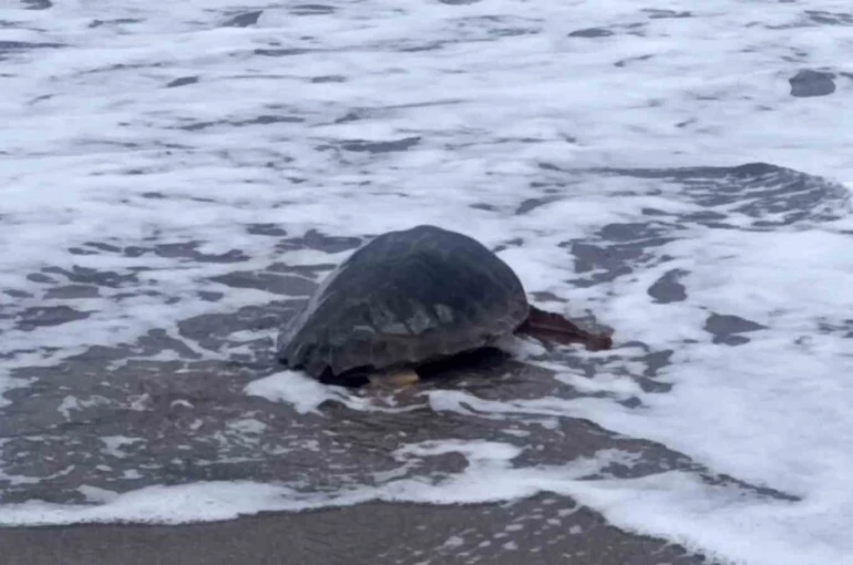 Antalya’da yaralı bulunan Caretta caretta tedavisinin ardından yeniden özgürlüğe kavuştu