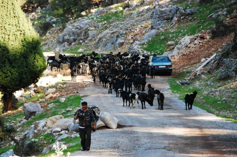 Antalya’da Yörüklerin 4 aydır kaldıkları yaylalardan dönüşleri başladı 