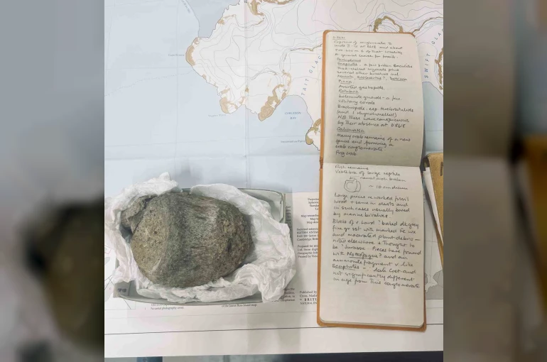 Antarktika’dan ilk dinozor kemiği bir çekmecede bulundu 