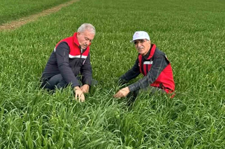 Araban Ovası’nda etkili olan yağışların buğday ve arpa ekili alanlara zararı incelendi 