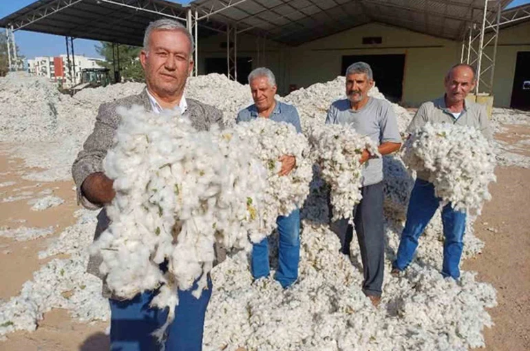Araban Ovası’nda makinalı pamuk hasadı buruk başladı 
