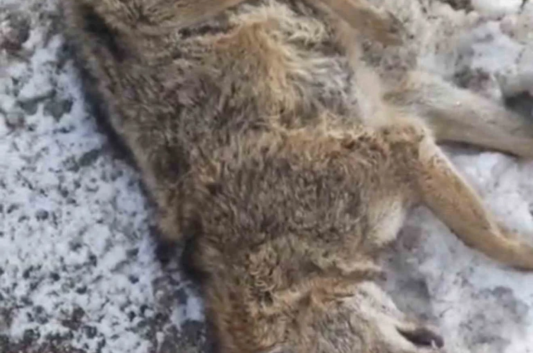 Aracın çarptığı kurt telef oldu 