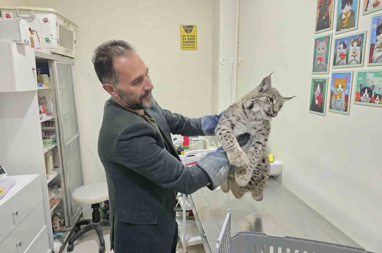 Aracın çarptığı vaşak tedaviye alındı