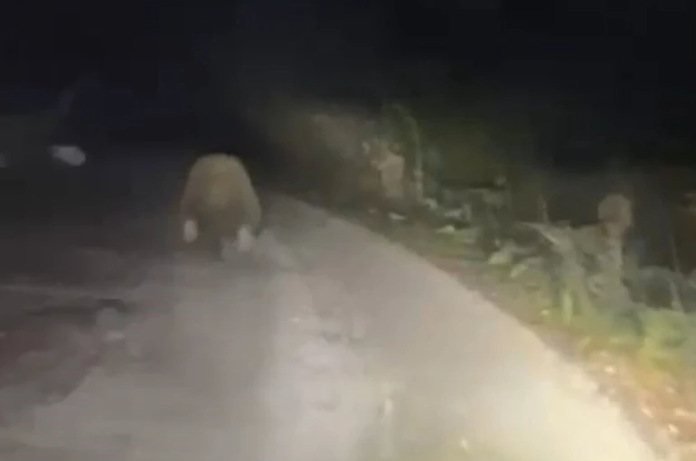 Aracın ışıklarından korkan ayı böyle kaçtı