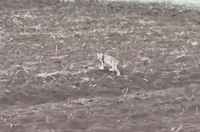 Arazide tek başına yürüyen yavru vaşak, sürüden ayrılan pengueni hatırlattı 