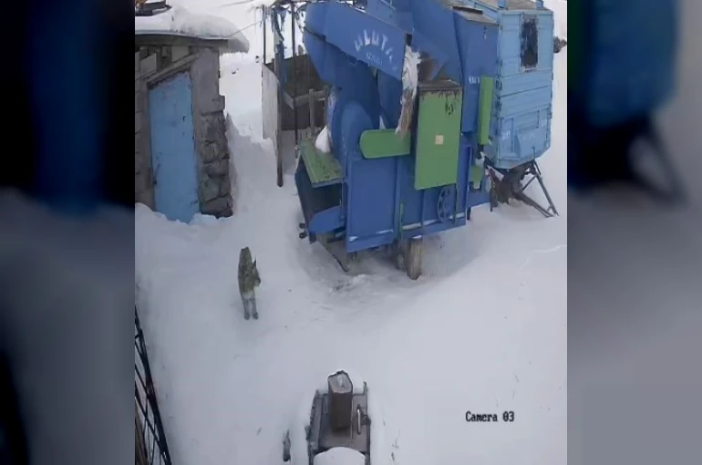 Ardahan’da aç kalan vaşak köye indi 