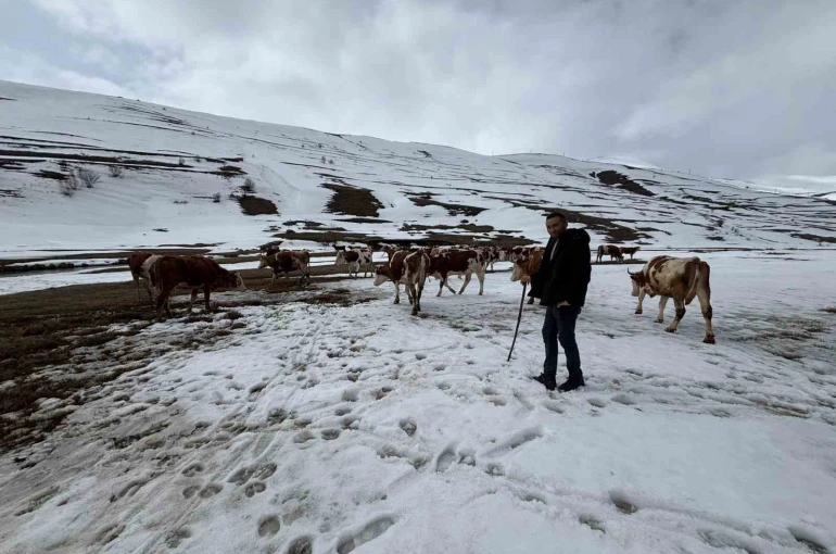 Ardahan’da kış mevsiminin uzaması hayvancılığı vurdu 