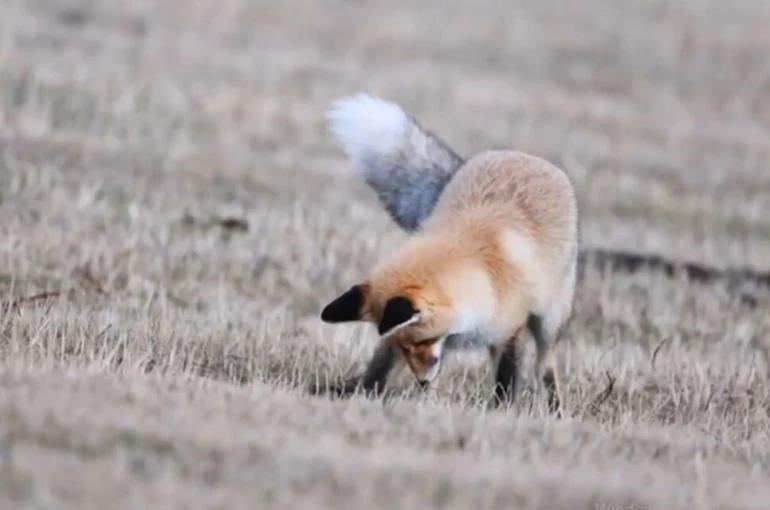 Ardahan’da kızıl tilkinin fare avı 