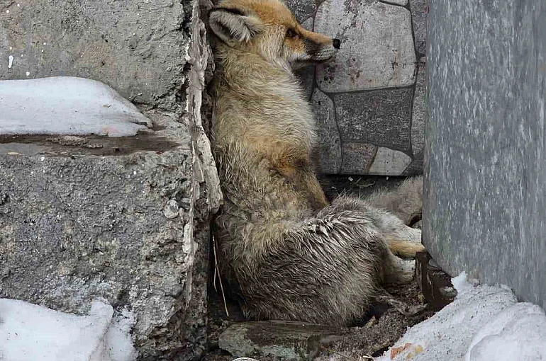 Ardahan’ın Damal ilçesinde yaralanan tilkiye belediye başkanı sahip çıktı 