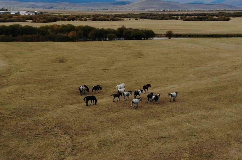Ardahan’ın vahşi güzelliği: Yılkı atları dron ile görüntülendi 